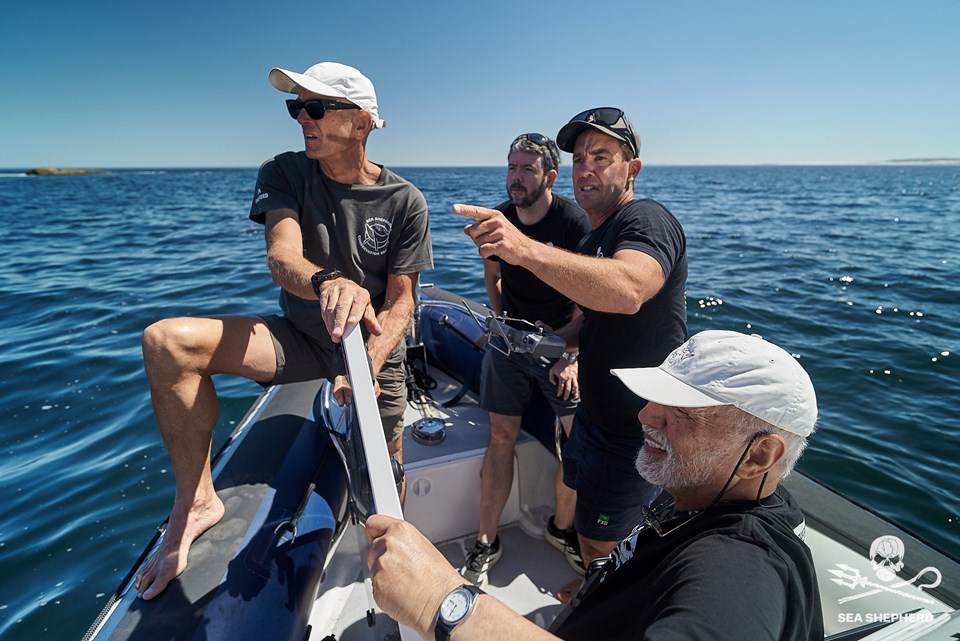How Sea Shepherd Australia are using a Protector to save endangered sea lions 